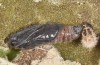 Muschampia tessellum: Pupa (e.l. rearing, N-Greece, NW of Kozani, larva in early June 2019) [S]