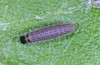 Muschampia tessellum: Half-grown larva (N-Greece, NW of Kozani, early June 2019) [M]