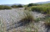 Pelopidas thrax: Habitat am Strand bei Kalathos (Rhodos, September 2013) [N]