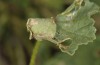 Carcharodus tripolinus: Leaf shelter of a half-grown larva (S-Spain, Cadiz, Velez de la Frontera, Rio Barbate, late September 2017) [N]