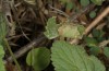 Carcharodus tripolinus: Leaf shelter of a half-grown larva (S-Spain, Cadiz, Velez de la Frontera, Rio Barbate, late September 2017) [N]