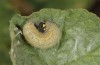 Carcharodus tripolinus: Larva (S-Spain, Cadiz, Velez de la Frontera, Rio Barbate, late September 2017) [M]