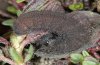 Pyrgus warrenensis: Larva in last instar [S]