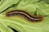 Malacosoma alpicola: Larva (western Austria, Damüls, June 2012) [S]