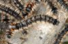 Eriogaster catax: Larvae in penultimate instar [S]