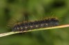 Lemonia dumi: Larva in the second instar (breeding 2017) [S]