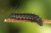 Lemonia dumi: Larva in the first instar (breeding 2017) [S]