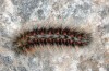 Chondrostega escobesae: Larva (S-Spain, Ronda, late March 2019) [N]