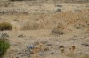 Chondrostega escobesae: Larvalhabitat zur Eizeit noch extrem vertrocknet. Die Eier warten auf feuchte Witterung und austreibendes Gras (S-Spanien, Ronda, 6. Oktober 2022) [N]