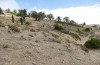 Chondrostega escobesae: Larvalhabitat zur Eizeit noch extrem vertrocknet. Die Eier warten auf feuchte Witterung und austreibendes Gras (S-Spanien, Ronda, 6. Oktober 2022) [N]