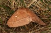 Lasiocampa grandis: Weibchen (e.l. Samos, Raupenfunde Anfang April 2022) [S]