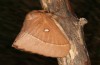 Lasiocampa grandis: Weibchen (e.l. Samos, Raupenfunde Anfang April 2022) [S]