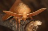 Lasiocampa grandis: Männchen (e.l. Samos, Raupenfunde Anfang April 2022) [S]