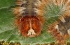 Lasiocampa grandis: Raupe (e.l. Samos, Raupenfunde Anfang April 2022) [S]