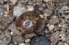 Lasiocampa grandis: Ei (e.l. Samos, Raupenfunde Anfang April 2022) [S]