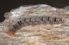 Lasiocampa grandis: Raupe (Samos, S Pyrgos, Ende April 2015) [S]