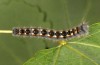 Phyllodesma ilicifolia: Half-grown larva (Sweden, Nora, mid-June 2020) [M]