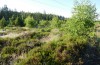 Phyllodesma ilicifolia: Larval habitat (Sweden, Nora, mid-June 2020) [N]