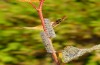 Phyllodesma ilicifolia: Half-grown larvae in the morning dew on aspen (Sweden, Nora, mid-June 2020) [N]