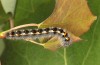 Phyllodesma ilicifolia: Half-grown larva (Sweden, Nora, mid-June 2020) [M]