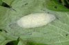 Malacosoma neustria: Cocoon [S]