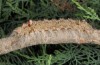 Pachypasa otus: Larva (e.l. Greece, Kalymnos, 2016) [S]