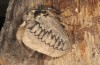 Pachypasa otus: Männchen (e.l. Kalymnos, Raupe im Mai 2016, Falter Anfang Oktober 2016) [S]