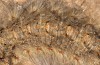 Pachypasa otus: Raupe, dorsaler Bereich (e.l. Kalymnos 2016) [S]