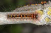 Streblote panda: Half-grown larva (e.l. breeding, SW-Spain, Cadiz, larva in early March 2019) [S]