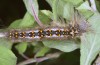 Streblote panda: Half-grown larva (e.l. breeding, SW-Spain, Cadiz, larva in early March 2019) [S]