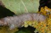 Gastropacha quercifolia: Half-grown larva [M]