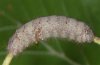 Gastropacha quercifolia: Half-grown larva (near Memmingen, S-Germany, September) [M]