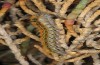 Lasiocampa serrula: Half-grown larva (Cyprus, Akrotiri, February 2018) [S]