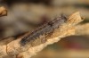 Lasiocampa serrula: Young larva (Cyprus, Akrotiri, February 2018) [M]