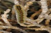 Lasiocampa serrula: Half-grown larva (Cyprus, Akrotiri, February 2018) [N]