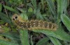 Lasiocampa terreni: Larva (Ireon, Samos Island, Greece, early March 2016) [N]