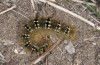 Lasiocampa terreni: Larva (Ireon, Samos Island, Greece, early March 2016) [N]