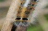 Lasiocampa terreni: Half-grown larva (Samos, Ireon, March 2016) [N]