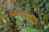 Lasiocampa terreni: Half-grown larva (Samos, Ireon, March 2016) [N]