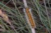 Lasiocampa trifolii: Larva (Northern Greece, May 2011) [N]
