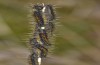 Chondrostega vandalicia: L2 larvae (Central Spain, Sierra de Gredos, mid-October 2021) [N]