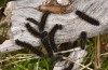 Chondrostega vandalicia: L2 larvae (Central Spain, Sierra de Gredos, mid-October 2021) [N]