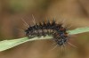 Chondrostega vandalicia: L2 larva (Central Spain, Sierra de Gredos, mid-October 2021) [N]