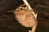 Chondrostega vandalicia: Female (e.l. rearing, Spain, Sierra de Gredos, young larvae in mid-October 2021) [S]