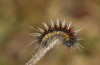 Chondrostega vandalicia: L3 larva in November (e.l. rearing, Central Spain, Sierra de Gredos, young larvae in mid-October 2021) [S]