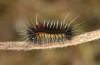 Chondrostega vandalicia: L3 larva in November (e.l. rearing, Central Spain, Sierra de Gredos, young larvae in mid-October 2021) [S]