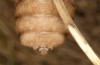 Chondrostega vandalicia: Female (e.l. rearing, Spain, Sierra de Gredos, young larvae in mid-October 2021) [S]