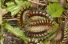 Chondrostega vandalicia: Half-grown larva in winter (e.l. rearing, Central Spain, Sierra de Gredos, young larvae in mid-October 2021) [S]