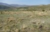 Chondrostega vandalicia: Habitat (Central Spain, Sierra de Gredos, mid-October 2021) [N]