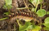 Chondrostega vandalicia: Half-grown larva in early spring (e.l. rearing, Central Spain, Sierra de Gredos, young larvae in mid-October 2021) [S]